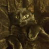blackcatdiamond